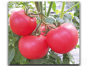 ���נ�-���ѷN��