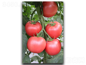 ����PT325-���ѷN��