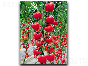 ����CT528-���ѷN��