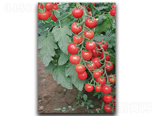 ����CT532-���ѷN��