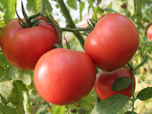 ����PT305-���ѷN��