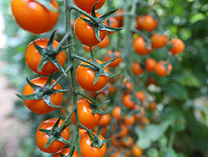 ���гș�2̖(h��o)-���ѷN��