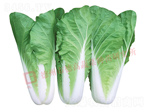 ���9̖-��˷N��-�¸�