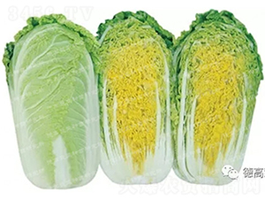 �¸���6-���޲˷N��-�¸�