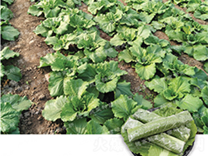 �¸�ߨ�Ͳ�-��ײ˷N��-�¸�