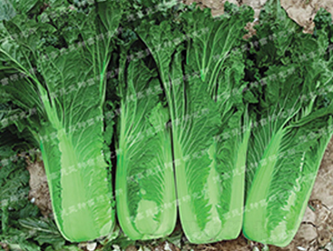 �F��307-��ײ˷N��-�¸�