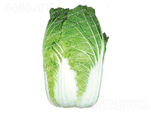 �ڏ��ʹ�ײ�-�F��65-��ײ˷N��-�¸�