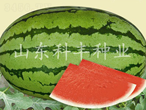 �S���˰�-���ϷN��-���S�N�I(y��)