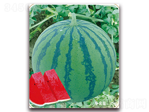 �����̖-���ϷN��-���S�N�I(y��)