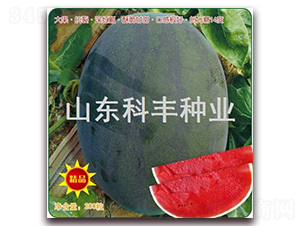 ������̖-���ϷN��-���S�N�I(y��)