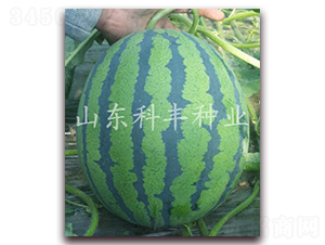 ɽ��������̖-���ϷN��-���S�N�I(y��)