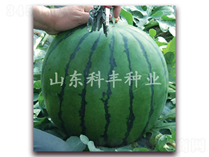 ɽ���ǹ�-���ϷN��-���S�N�I(y��)