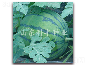 ɽ���S��-���ϷN��-���S�N�I(y��)