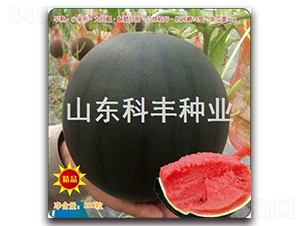 ���Ќ�-���ϷN��-���S�N�I(y��)