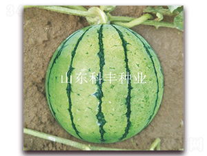 ����160-���ϷN��-���S�N�I(y��)