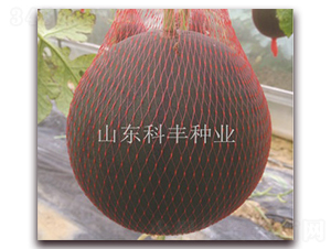 �ی�300-���ϷN��-���S�N�I(y��)