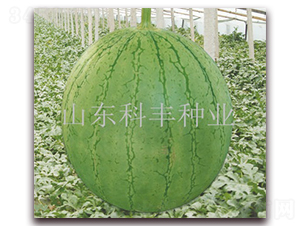 �t���-���ϷN��-���S�N�I(y��)