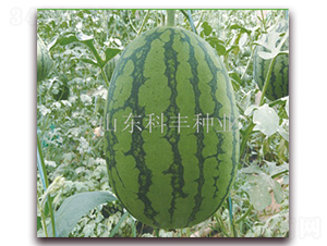 �t����200-���ϷN��-���S�N�I(y��)