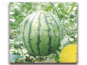 �S����-���ϷN��-���S�N�I(y��)