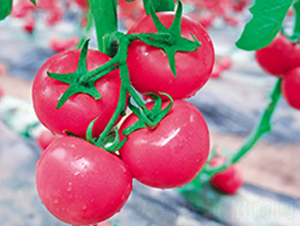 ����30-���ѷN��-�Έ@����