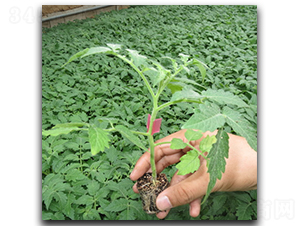 ������ľ��̖-���ѷN��