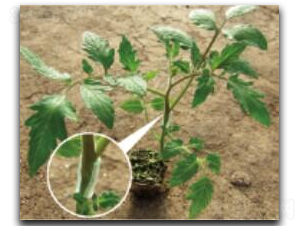 ������ľ��̖-���ѷN��