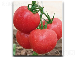 ����8̖B��-���ѷN��