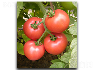 ����M5038-���ѷN��