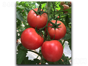 ����1828-���ѷN��