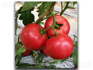 ����M7-���ѷN��