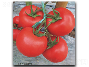 ����513-���ѷN��