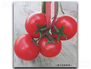 ����515-���ѷN��