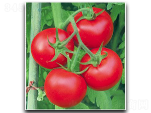 ����11̖-���ѷN��