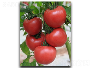 ����9̖-���ѷN��