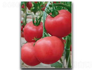 ����8̖-���ѷN��