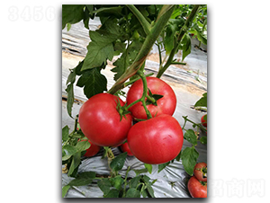 ����M708-���ѷN��