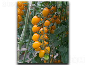 ����С�S��-���ѷN��