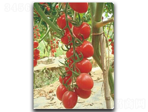 �������һ̖-���ѷN��