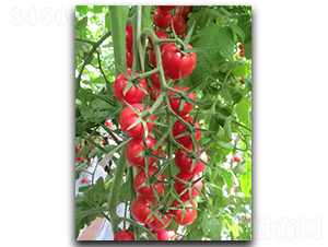 ����19̖-���ѷN��