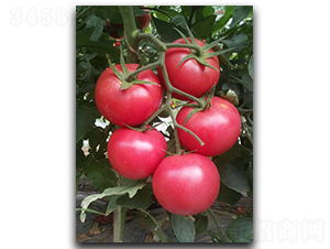 ����236-���ѷN��