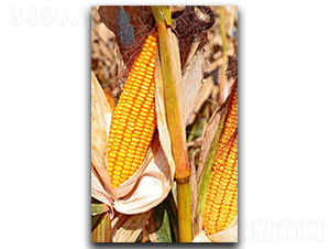 ¡��3̖-���׷N��