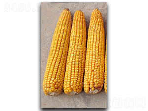 ¡�S5̖-���׷N��