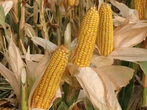 ����888-���׷N��