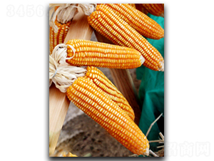 ����958-���׷N��