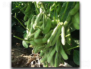 �ձ���-ë���N��-ï�A�N�I(y��)