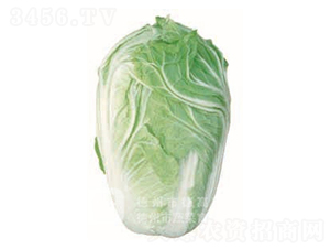 �¸�45-��ײ˷N��-�¸�