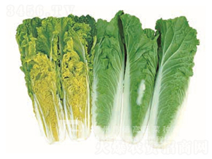 ����1̖-��ײ˷N��-�¸�