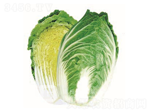 �¸ߴ�-��ײ˷N��-�¸�