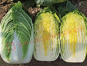 �¸�29-��ײ˷N��-�¸�