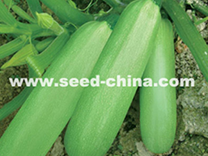 �G��ʯ-�����J�N��-���·N�I(y��)